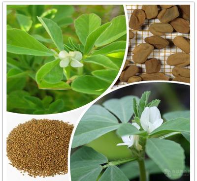 葫蘆巴提取物廠家直銷——天然香料優選，源自中國西安斯諾特